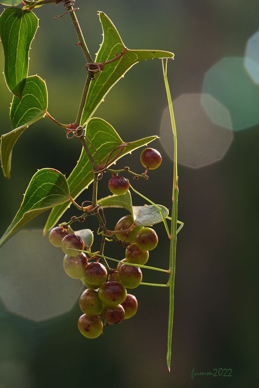 ДЕНЬ БУДЕТ ЖАРКИМ.ПАЛОЧНИК.photo preview