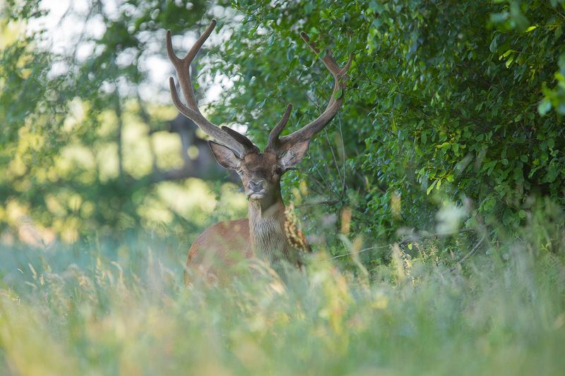 ssaki,las,przyroda,fauna,jeleń,dzika przyroda Jeleń photo preview
