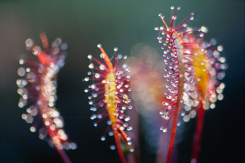 Росянка английскаяphoto preview