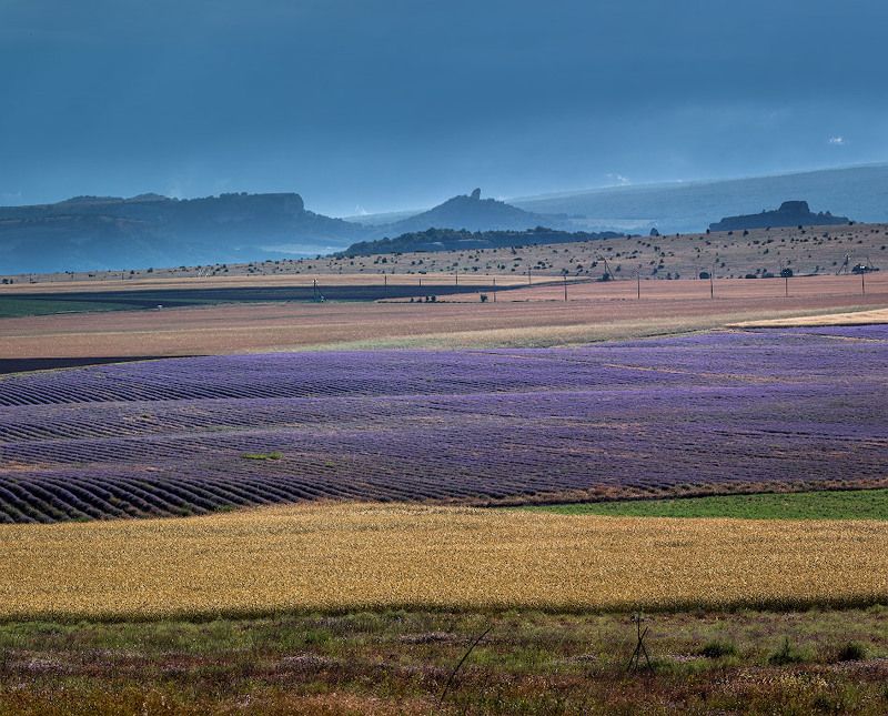 время лавандыphoto preview