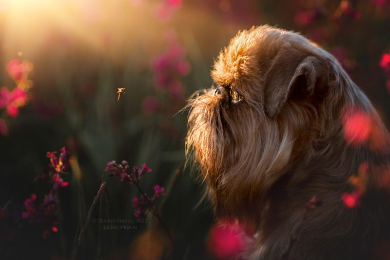 Противостояниеphoto preview