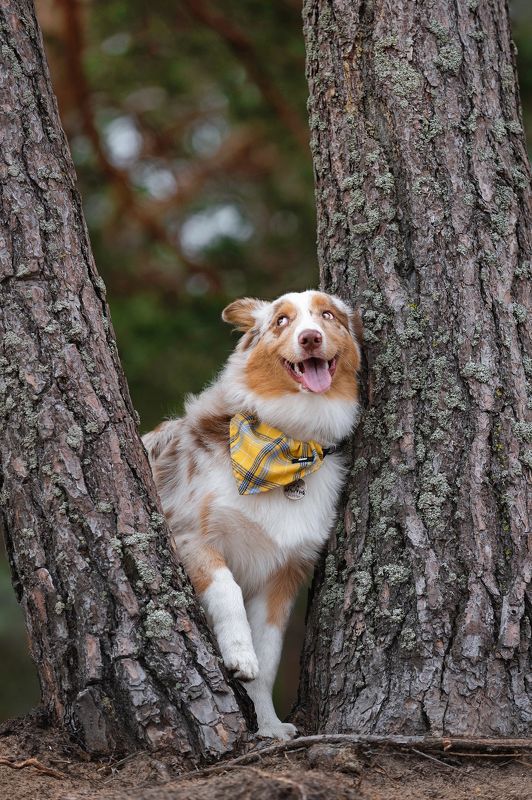 собака photo preview