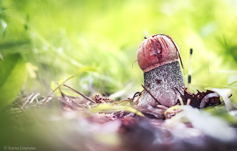 подосиновик, красноголовик, грибы, макро Подосиновикphoto preview