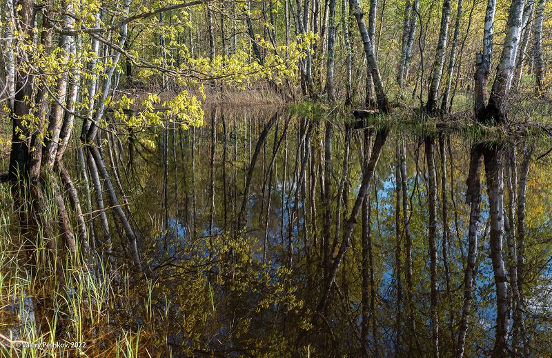 старица, весна, весенняя река, разлив, отражения, графика крон, старица, первая зелень, мещёра, рязанская область. Pro магию Мещёрской старицыphoto preview