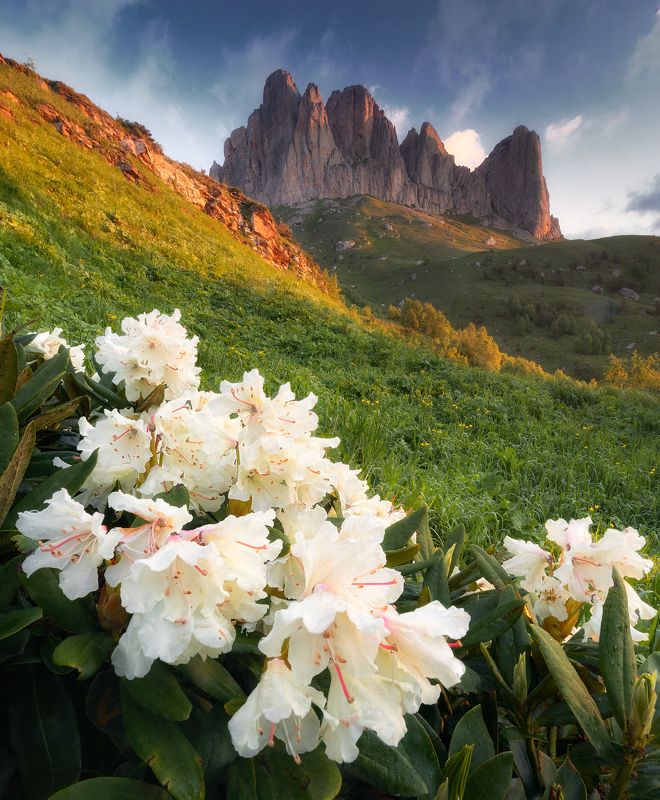 кавказ, западный кавказ, горы, природа, цветы, рододендроны, тхач Большой Тхачphoto preview