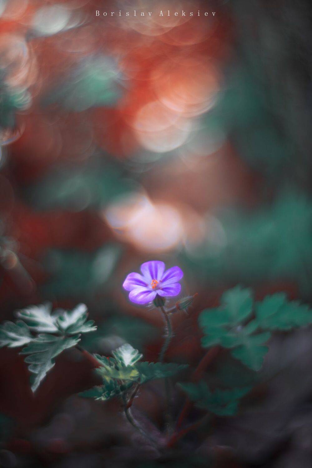 flowers,green,orange,nature,exterior,light,bokeh,, Борислав Алексиев