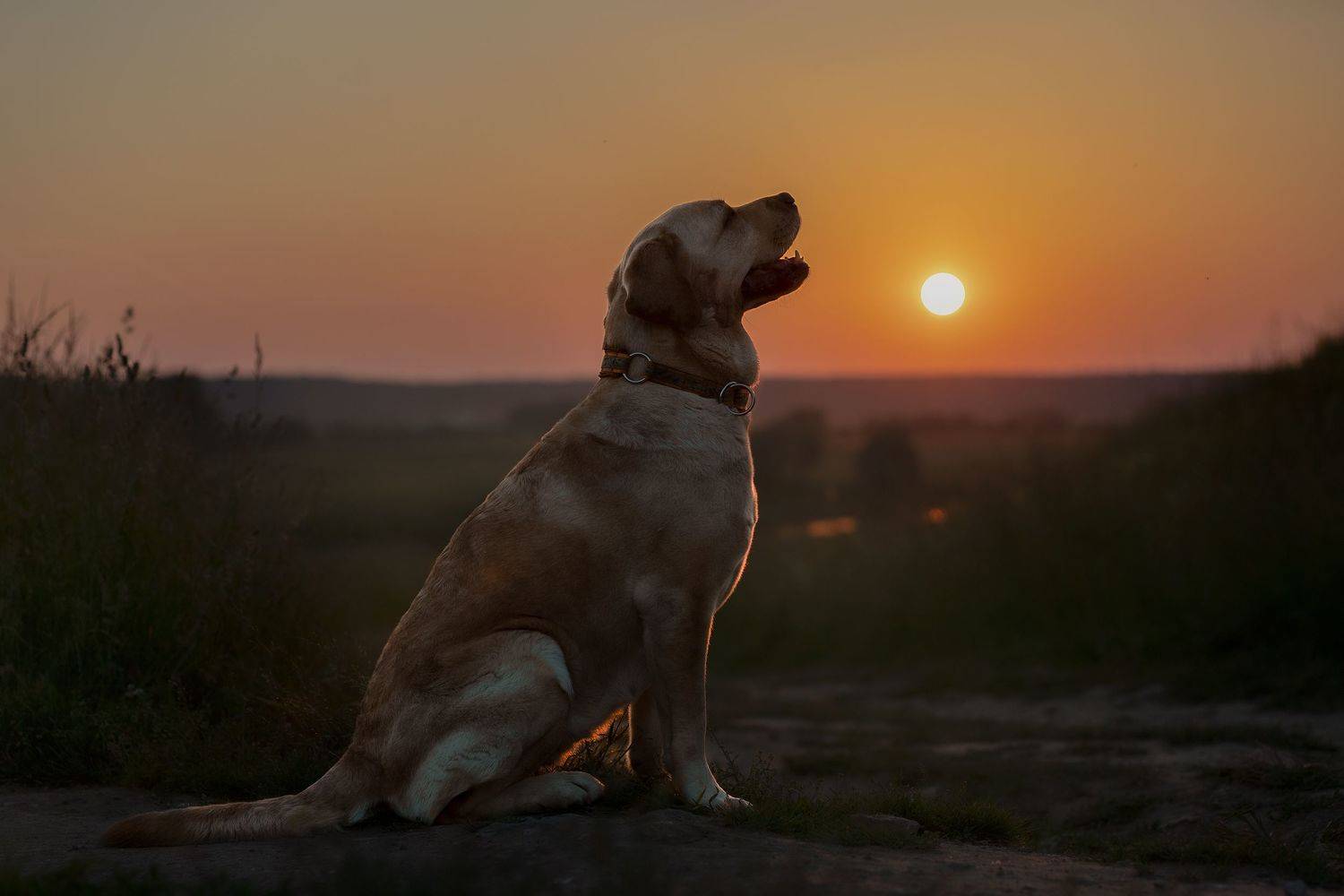 лабрадор, закат, пейзаж, краски, лето, жара, собака, домашние животные, ретривер, анималист, калуга, фотограф калуга, Шерскова Мария