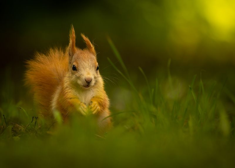 Squirrelphoto preview