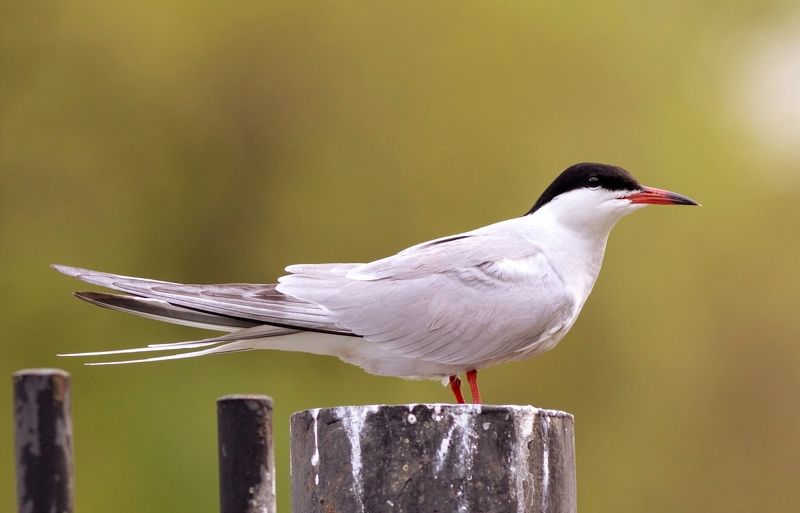 крачка, речная крачка, птица, birds Речная крачкаphoto preview