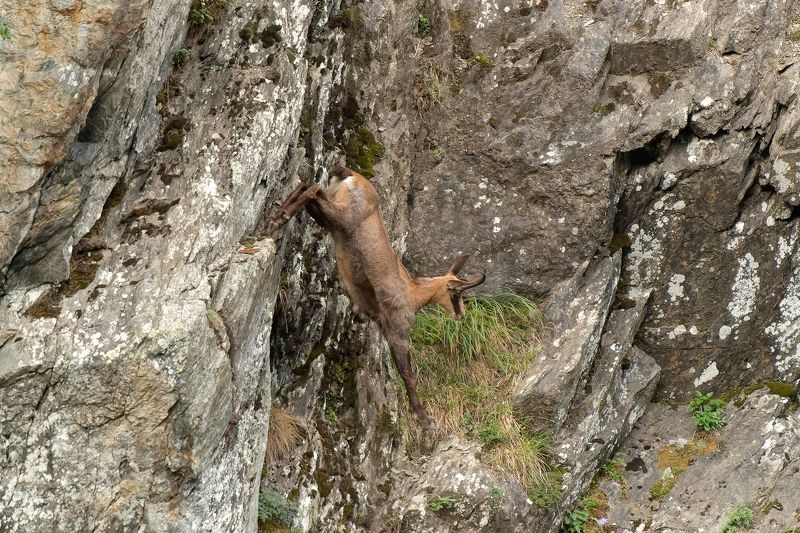 chamois, chammy; rupicapra; mammal, animal; mountain; nature; france; alpes; Chamoisphoto preview