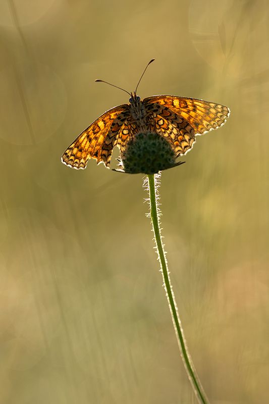 Butterflyphoto preview