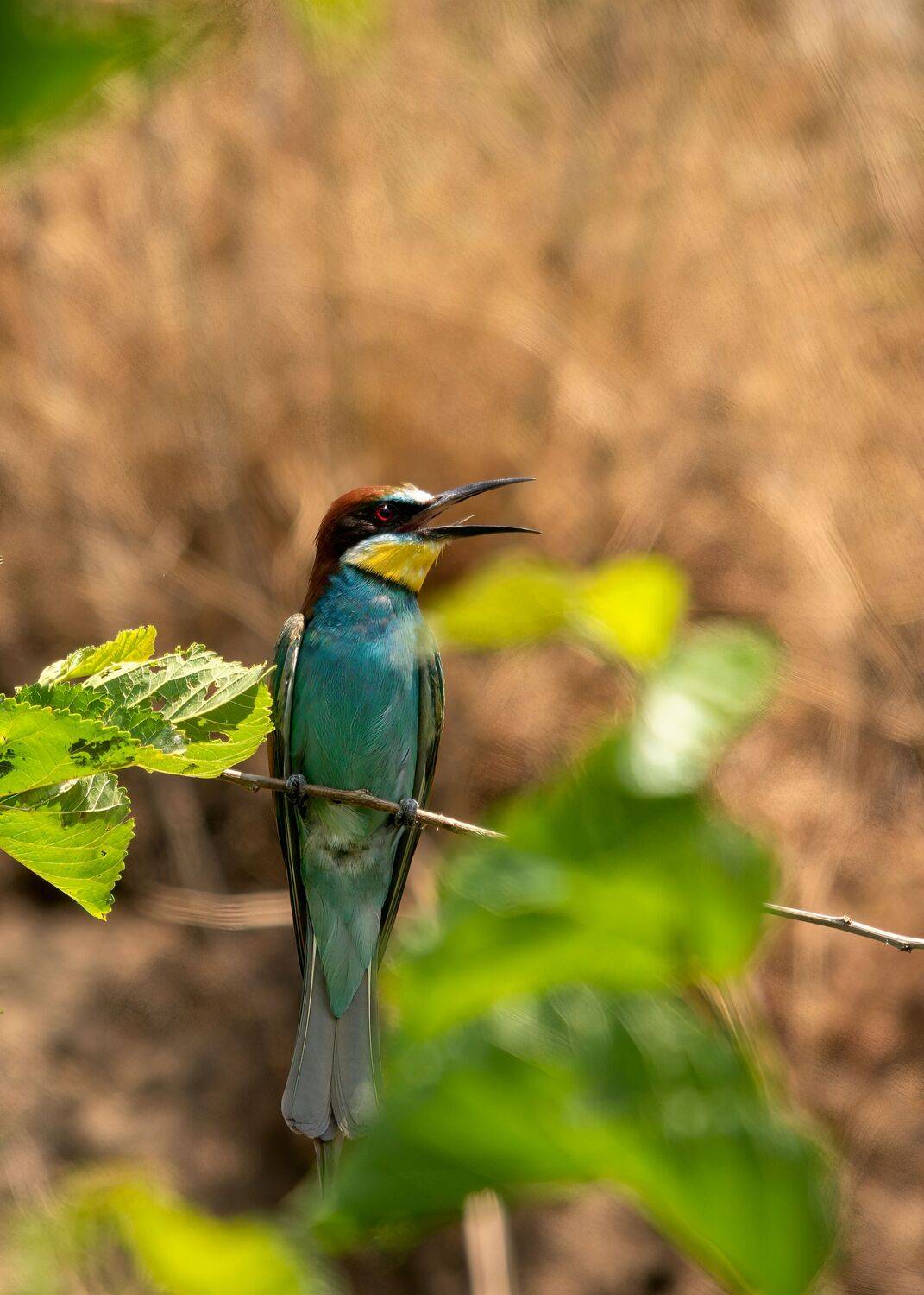 Лето золотистой щурки. Автор: Алексей Рыльский шурка золотистая, Алексей Рыльский