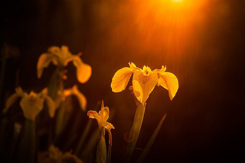 Болотный Ирис на закатеphoto preview