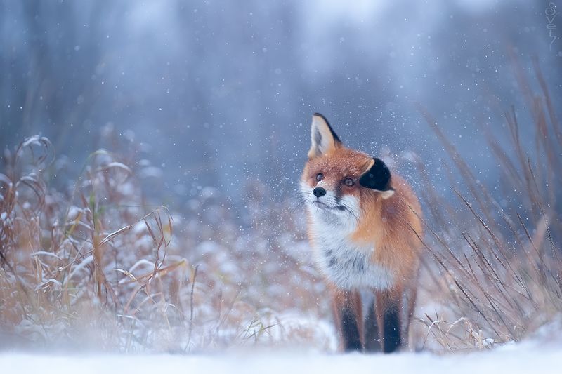 лиса вот и зима пришлаphoto preview