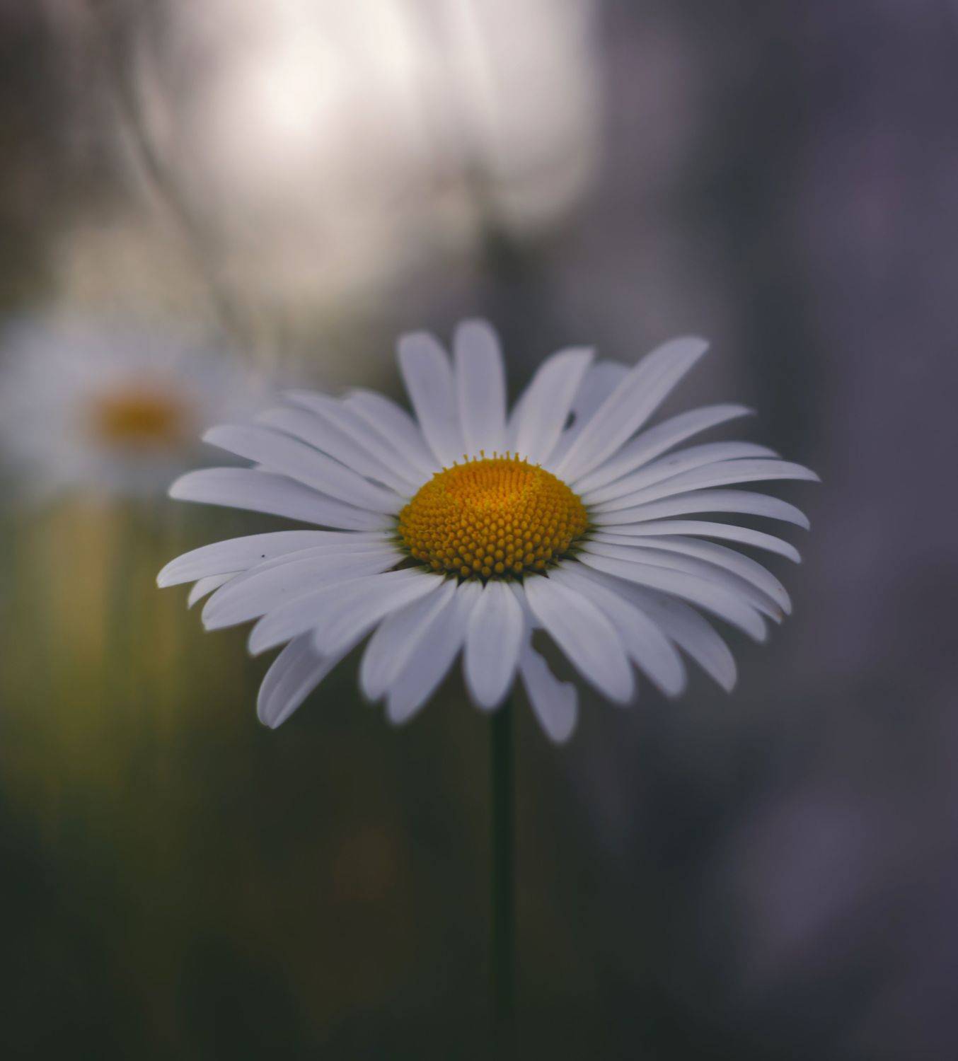 Автор: Вайсберг Александр , Вайсберг Александр