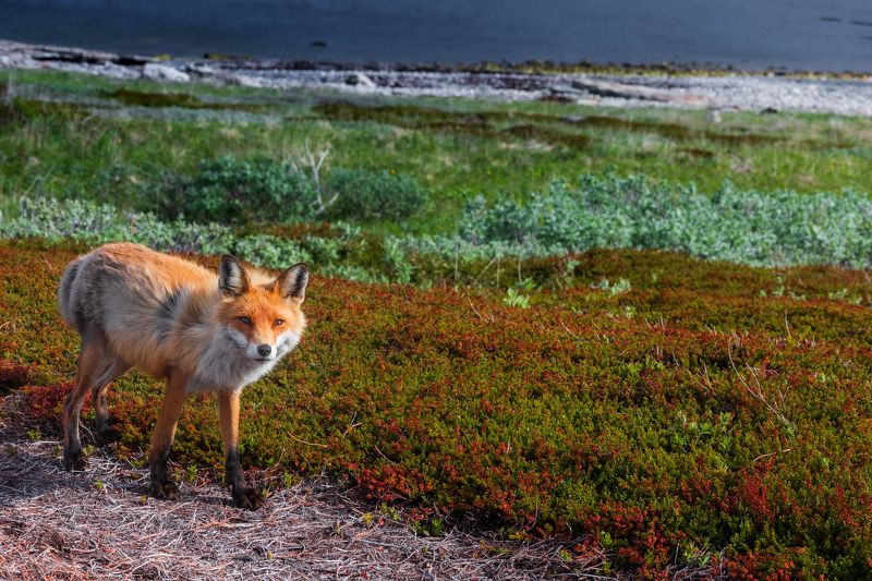 Хозяйка Заполярьяphoto preview