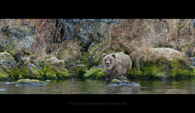 Дикая природа россии, Медведь, Медвежонок, Южно-камчатский заказник Сестрица Алёнушкаphoto preview