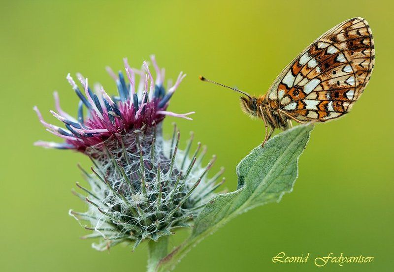 Этюд с колючкой и Селенойphoto preview