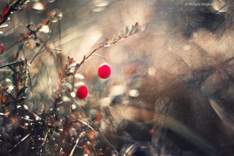 Wetland Wondersphoto preview