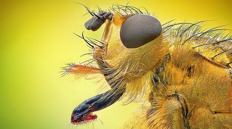 Dunk Flyphoto preview