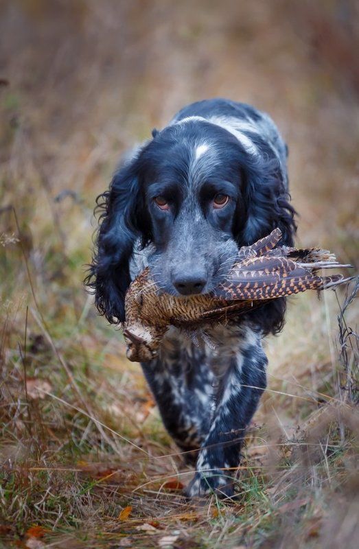 вальдшнеп, осень, охота, охота на высыпках, охота с легавой, рос, русский охотничий спаниель, саров, собака в движении, собака с добычей, фотограф животных Собачья работаphoto preview