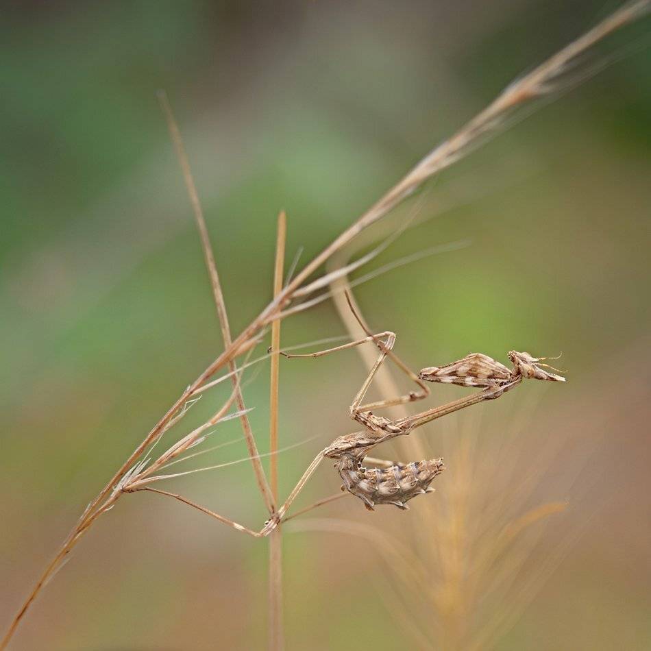 , Васил Анастасовски
