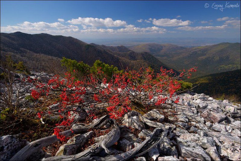 Майорский хребет, Сахалин Рябиновый кустphoto preview