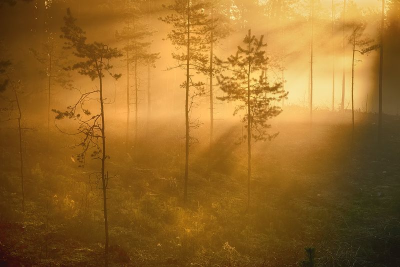 Лес проснулсяphoto preview