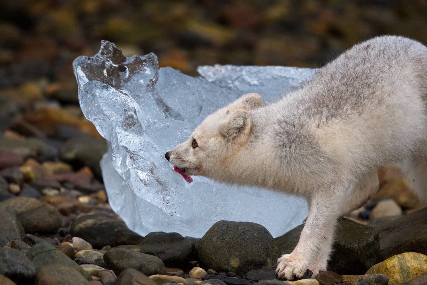 Язык прилип ко льду, или Большая жажда. Автор: Александр Перов , Александр Перов