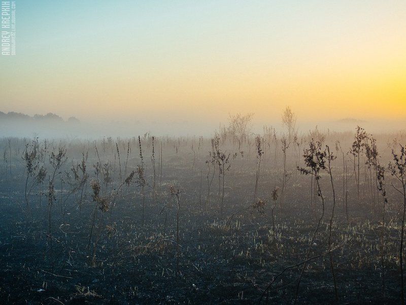 Поле, Природа, Рассвет, Солнце, Трава, Туман Рассвет в Бучеphoto preview