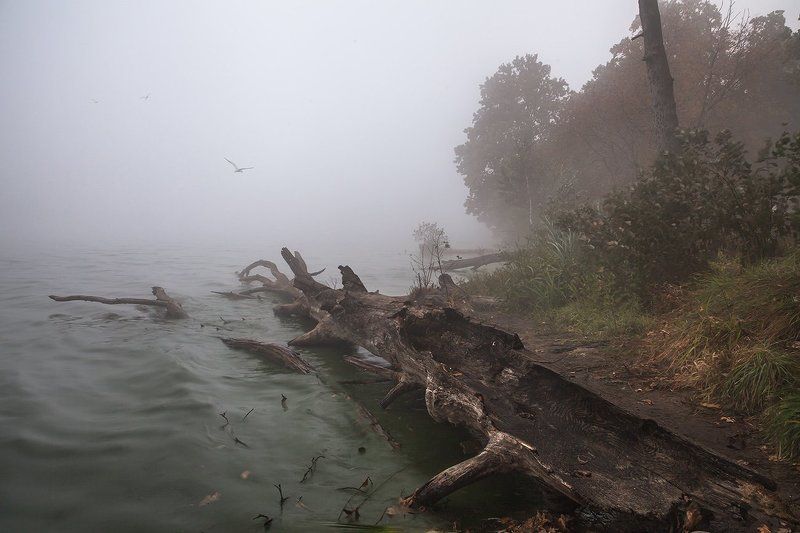 купавна., подмосковье., озёра. Тревожное утроphoto preview