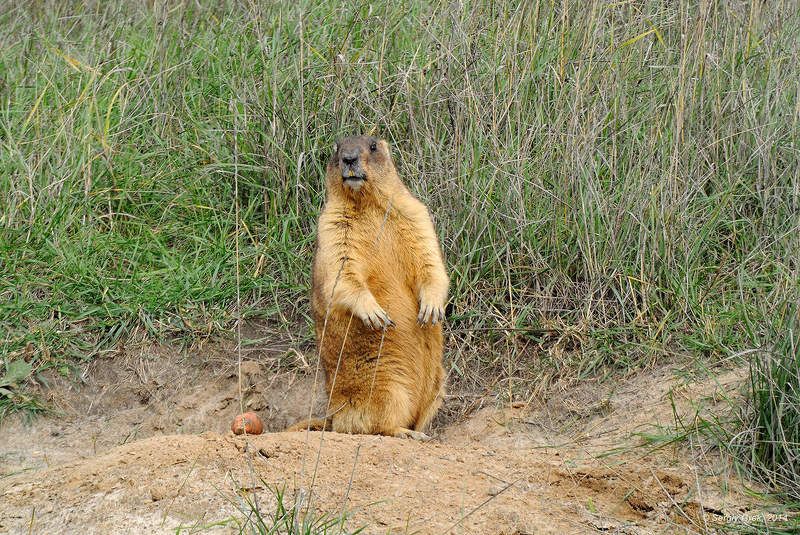 Байбак и морковкаphoto preview