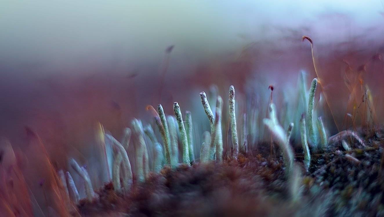 , Алексей Горохов