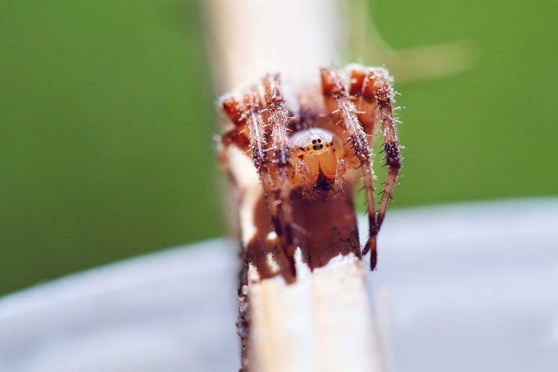 Паучекphoto preview