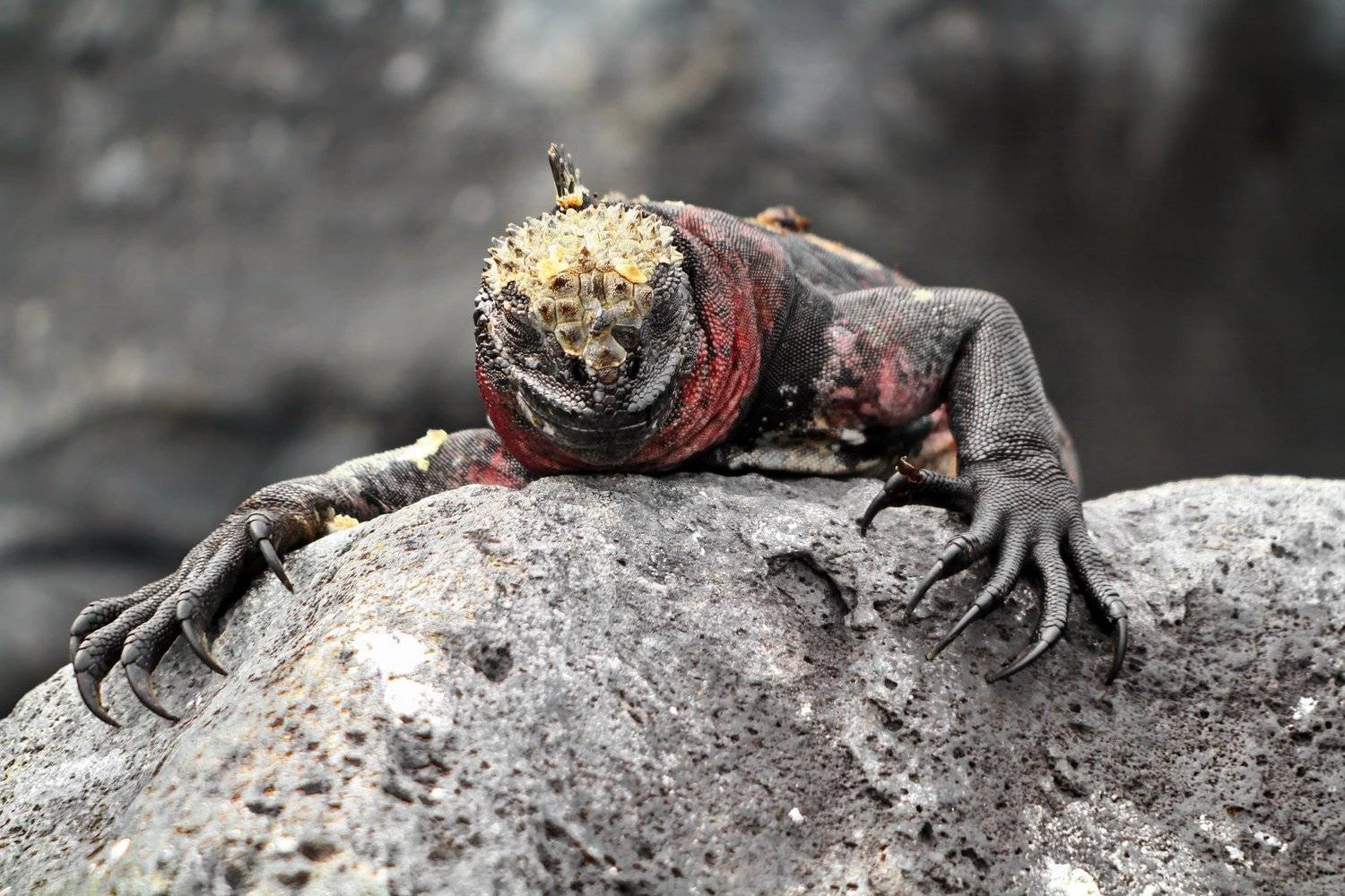 , Александр Перов