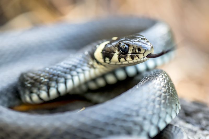 Настройphoto preview