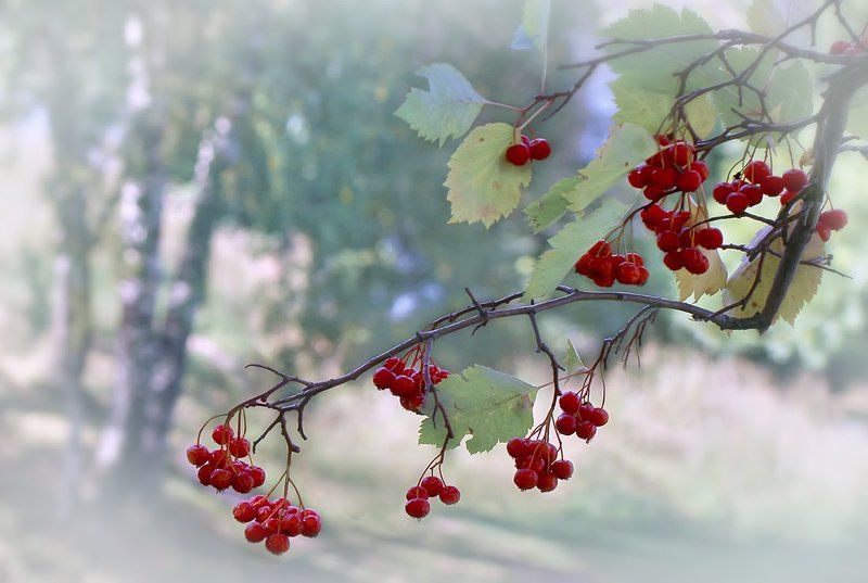 Веткаphoto preview