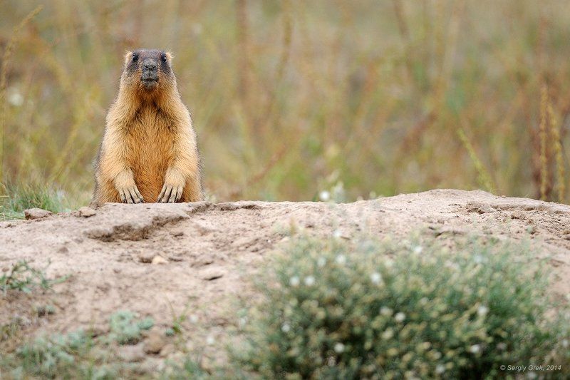 Marmot, Marmota bobak, Байбак Председательphoto preview
