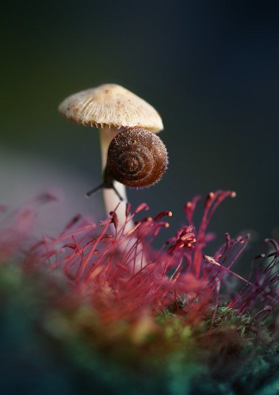 Про грибочкиphoto preview