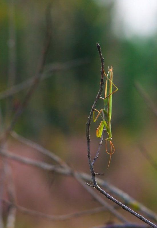 Из насекомых уважаю только самку богомола, молодец баба! Полюбила, соблазнила, съела, забыла.photo preview