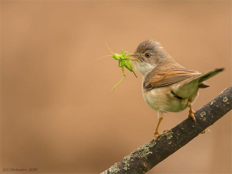 Птицы, Славка серая Кузнец для MACRO нужен?photo preview
