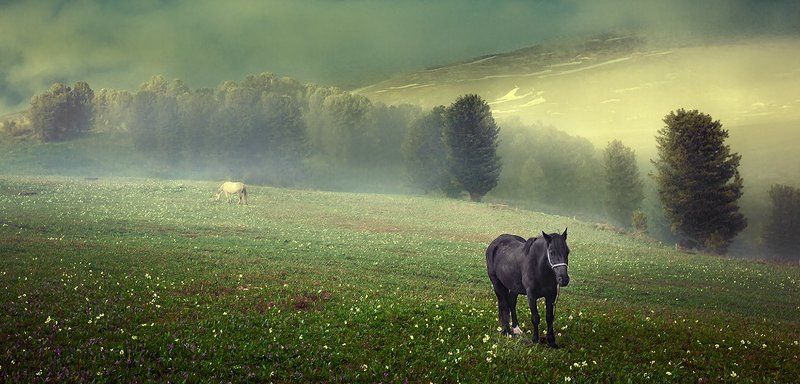 Altay morningphoto preview