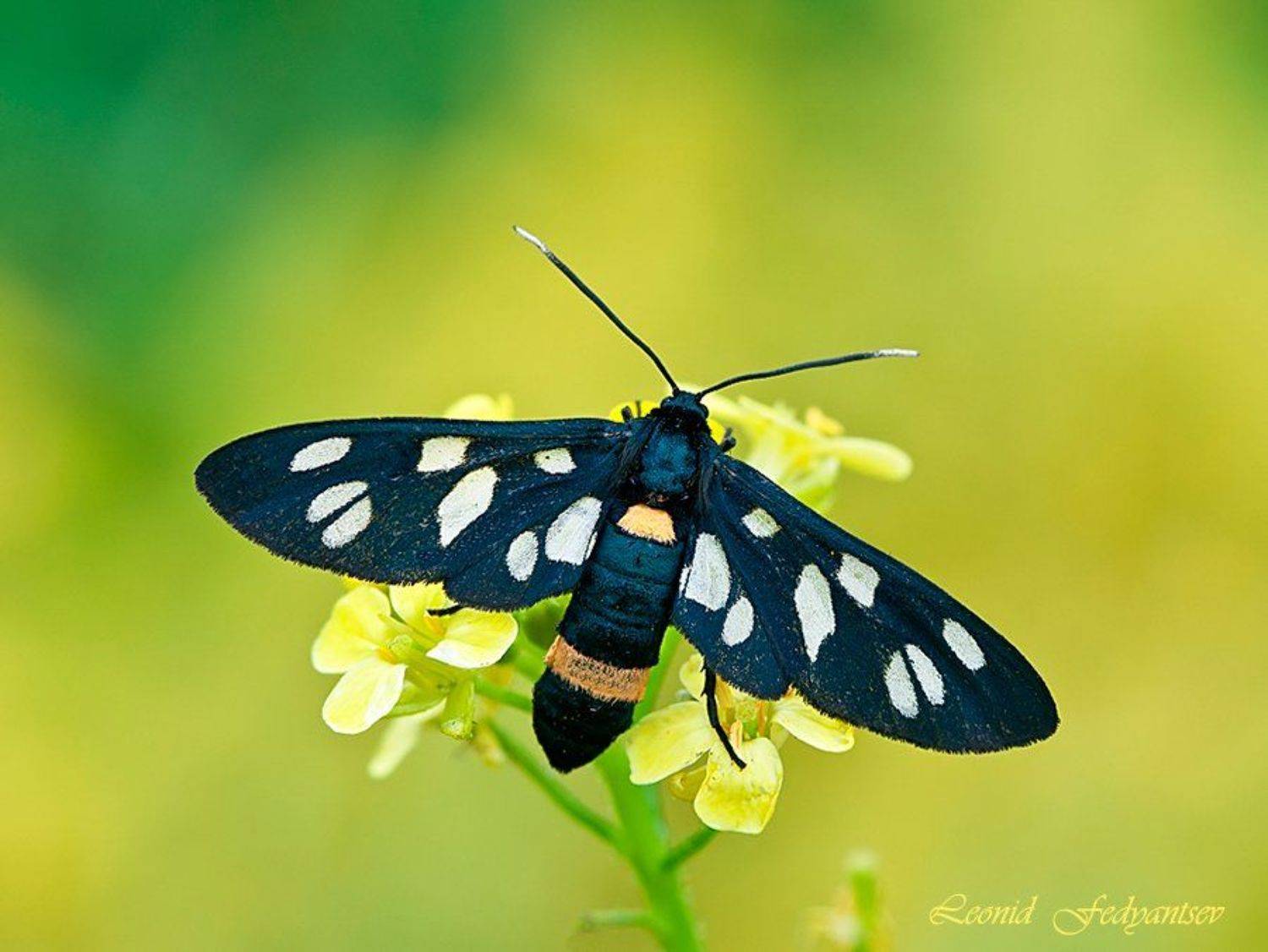 Макроэтюд с медведицей. Автор: Leonid Fedyantsev Amata phegea, Лжепестрянка обыкновенная, Медведица, Фегея, 9-ти точечная, Leonid Fedyantsev
