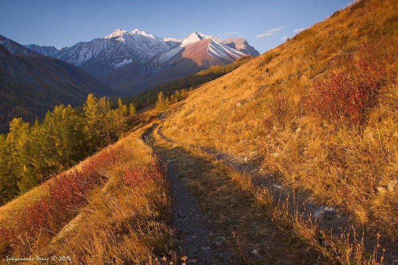 2014, алтай, горы, дорога, лиственницы, маашей, осень, россия, снег, трава ***photo preview