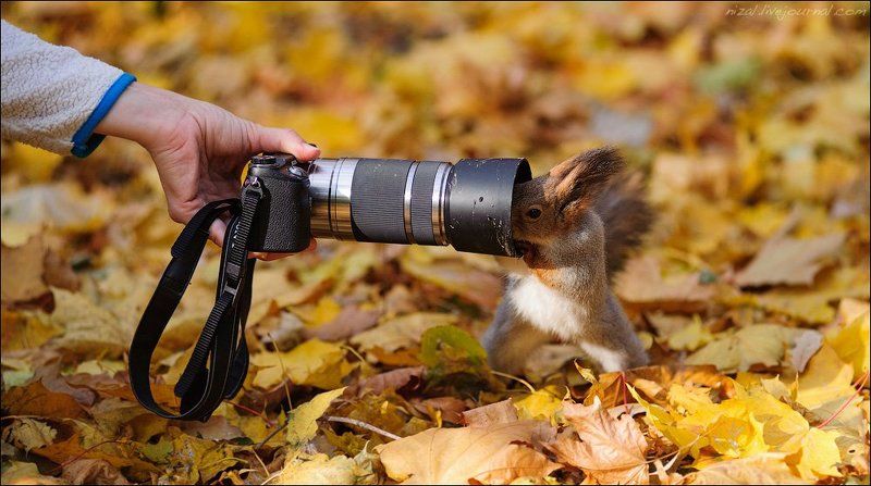 В Нескучном саду.photo preview