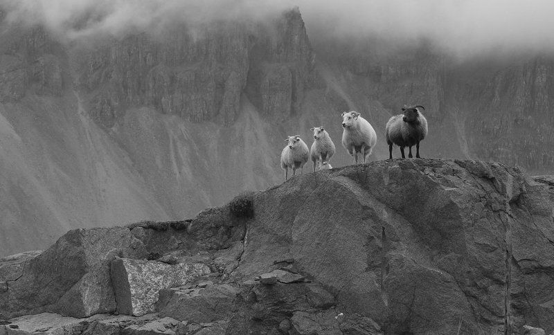 Исландская овца, Овца Национальное достояние и гордость Исландииphoto preview