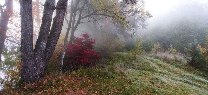 утро, рассвет, туман, осень, свислочь, октябрь Заполнение осеньюphoto preview