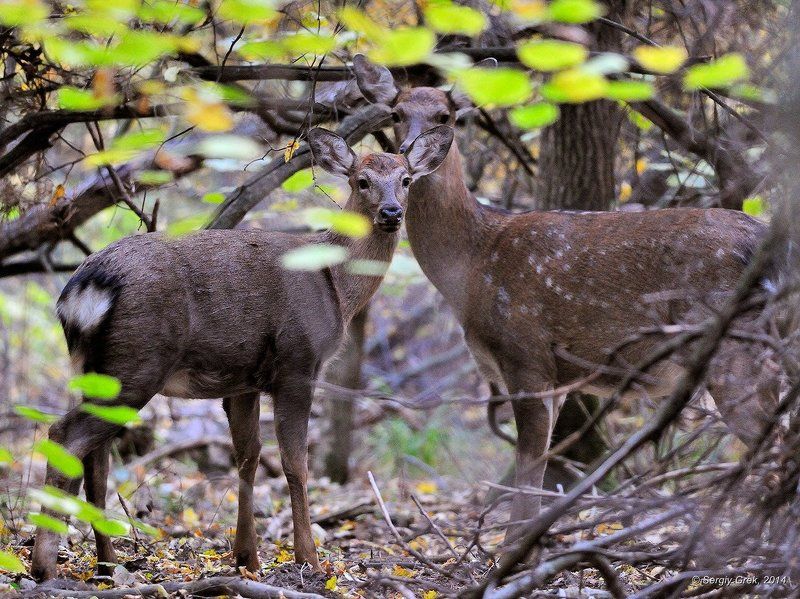 Где-то в осеннем лесуphoto preview