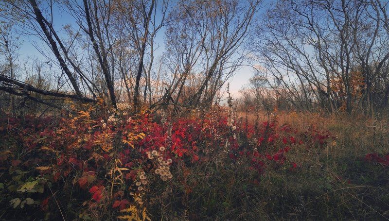 Кострома, Осень, Утро Осенняя сказкаphoto preview