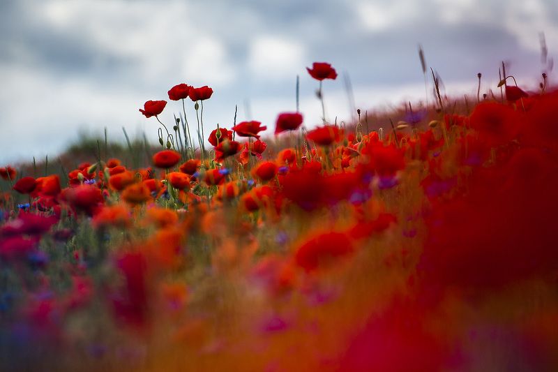 Темные поля макаphoto preview